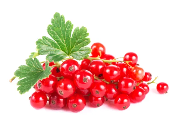 Red Currants Cat.2, LATVIA 