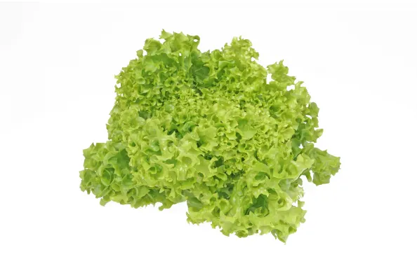 Салат Lollo Biondo 1.сорт,Польша