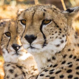 USA Travelers: Ultimate Kenya Safari Booking Guide 2026