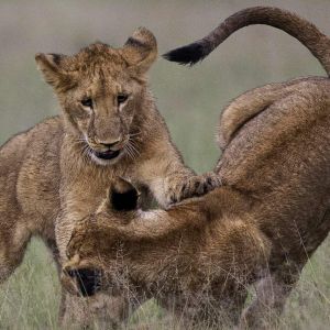 Mara North Conservancy