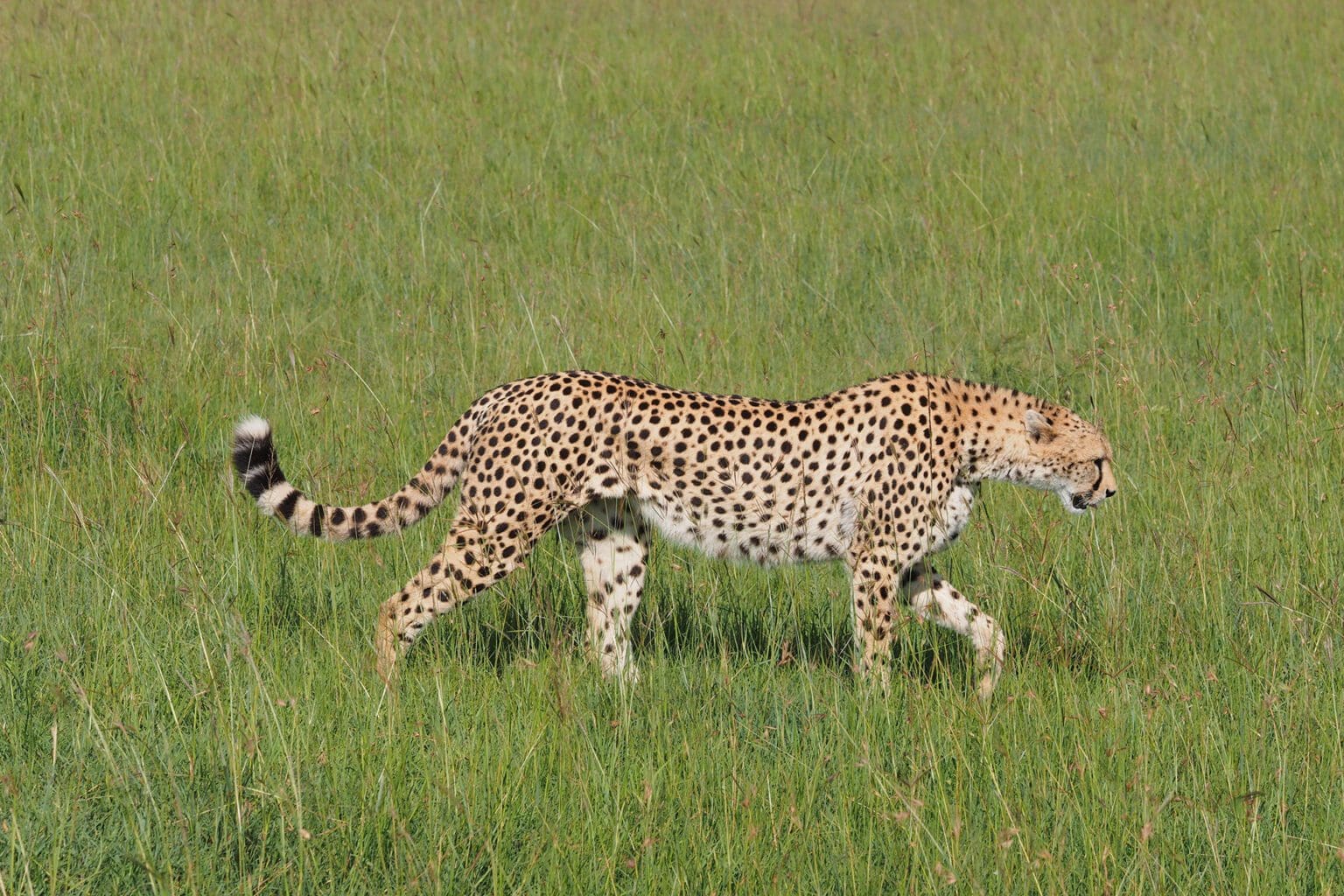 Oloisukut Group Conservancy