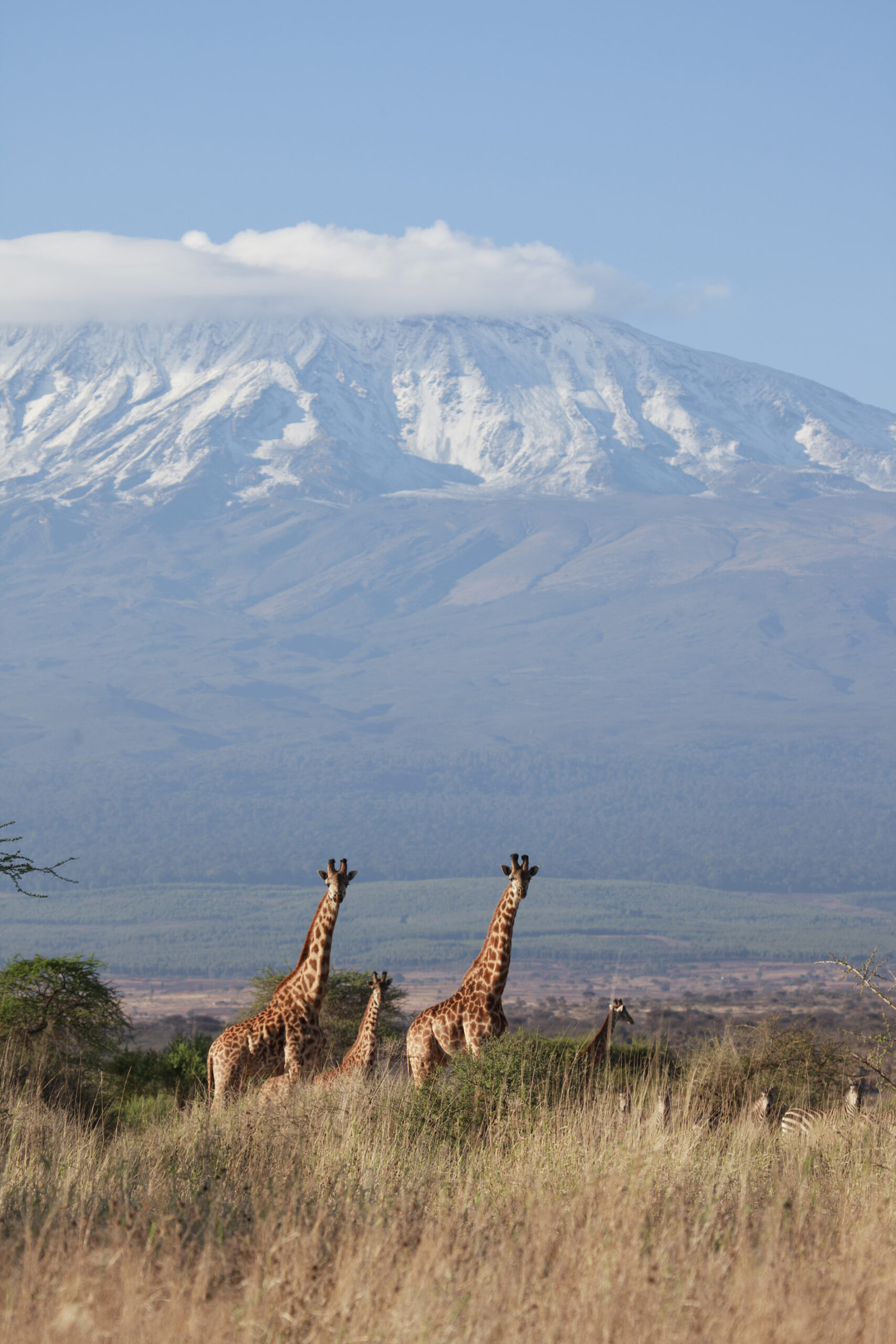 Seasonal Safari Itineraries: Your Complete 12-Month White-Label Booking Guide