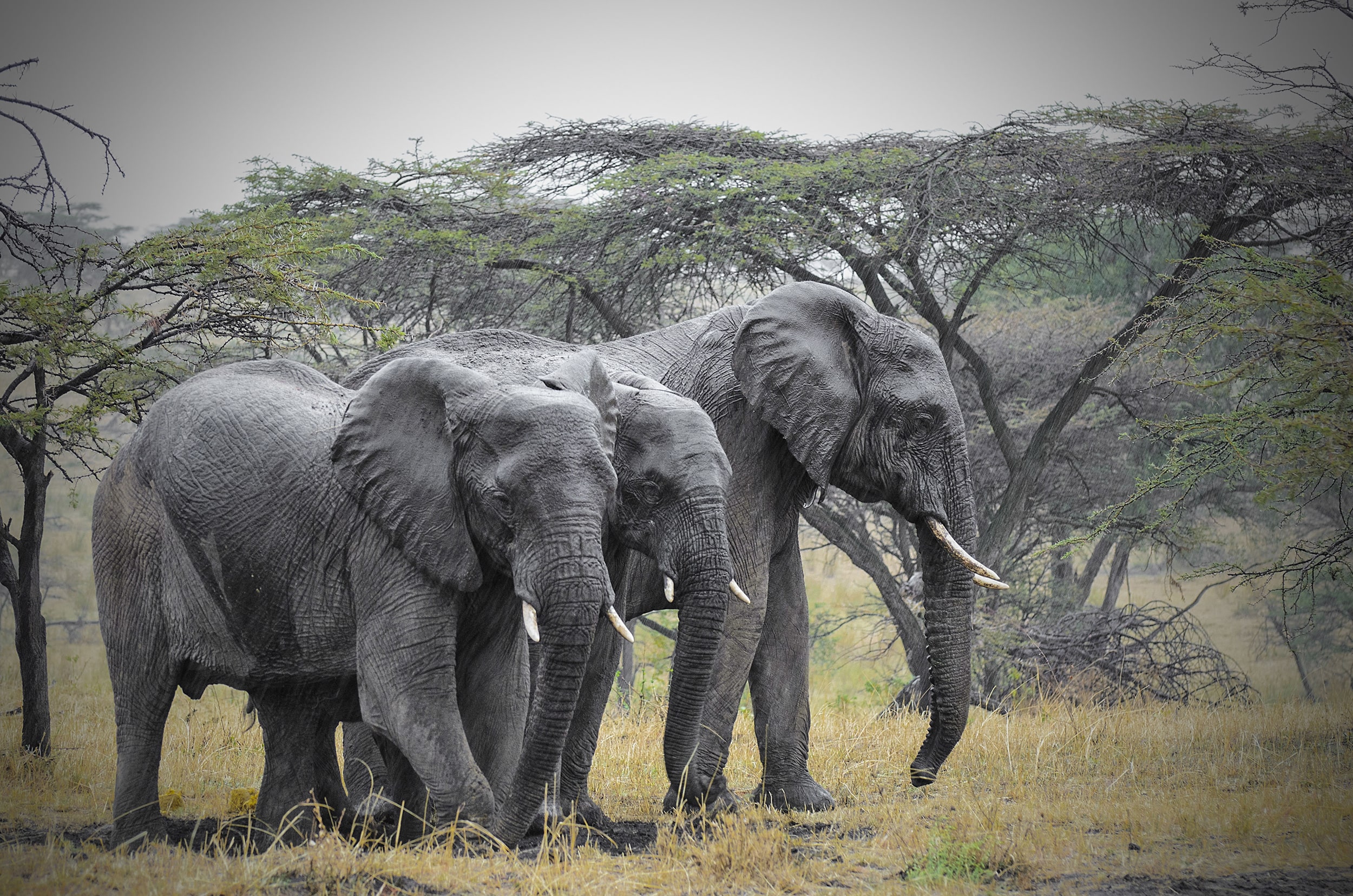 Enkewa Camp - Image 2