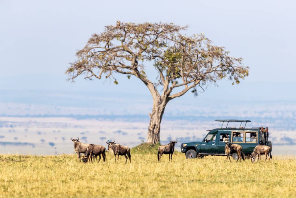 Safari vehicle in the Masai Mara - Regal Roam Experience