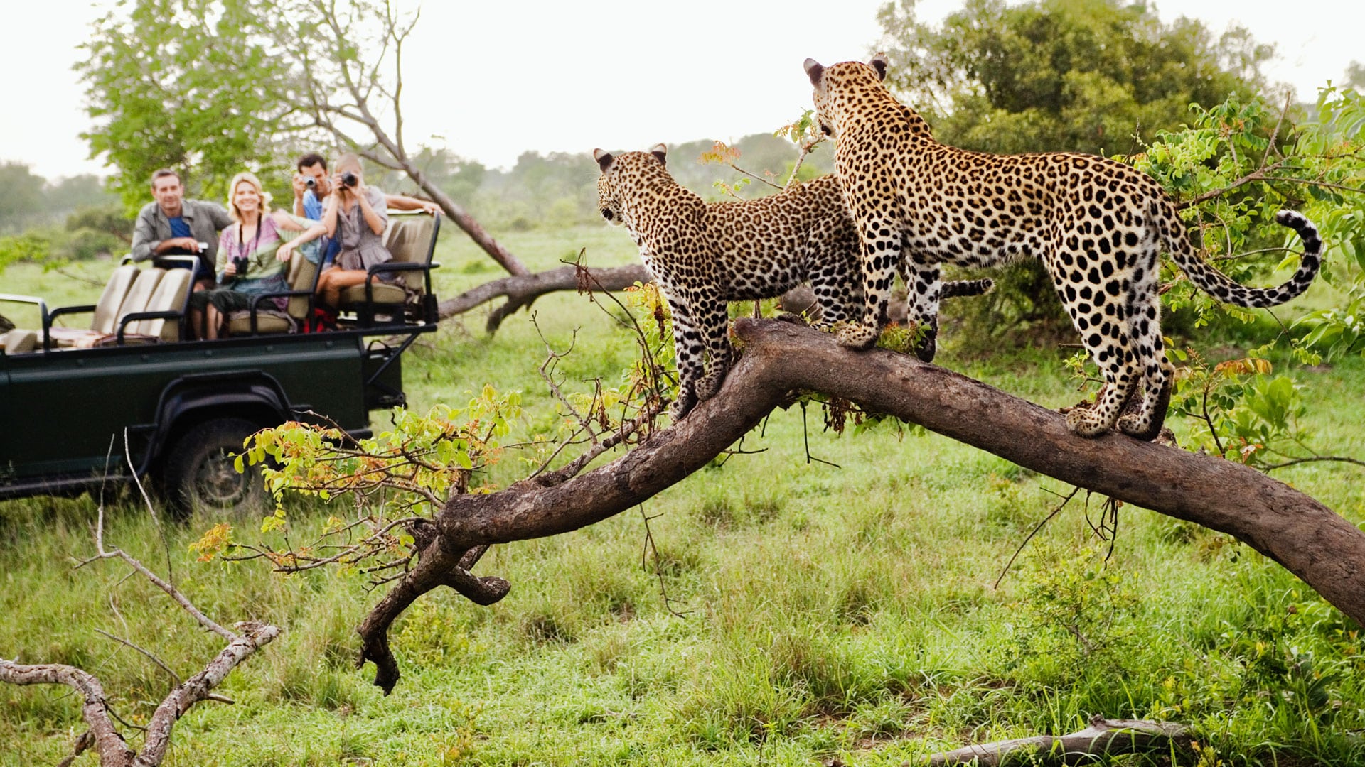 Safari in South Africa