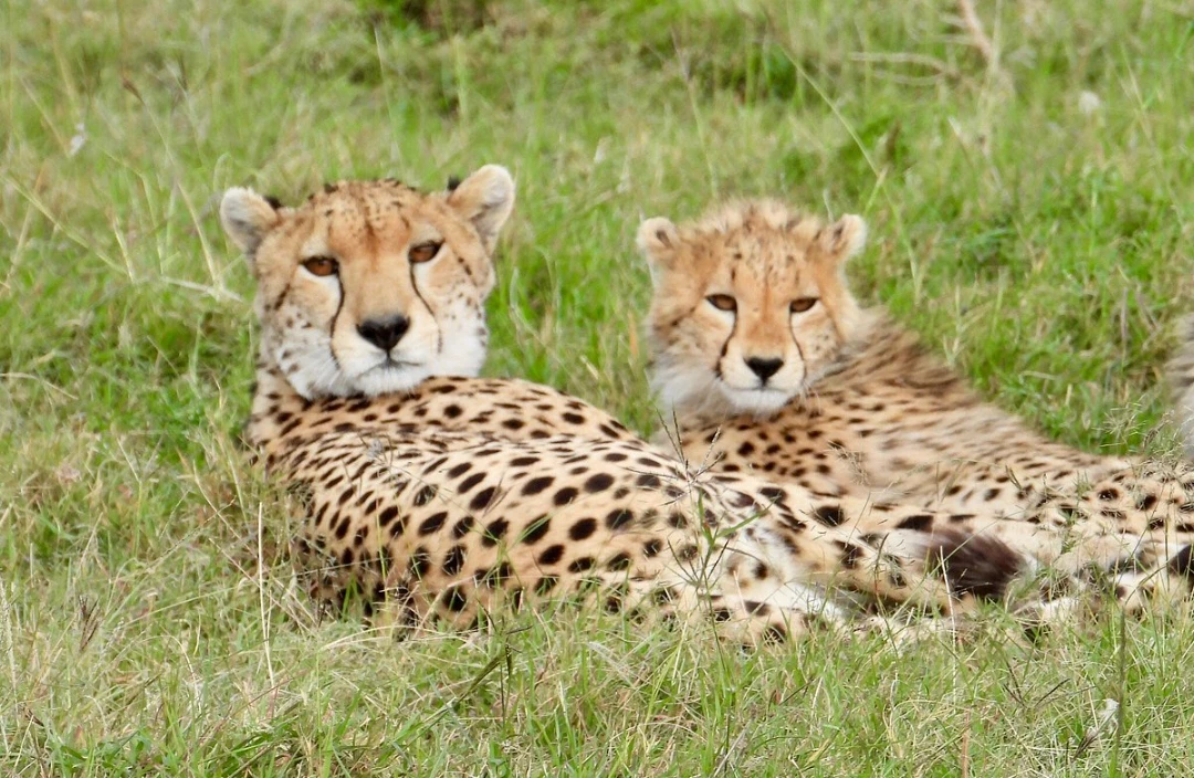 mahali mzuri maasai mara - Image 7