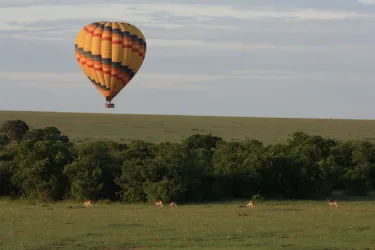 Mara Major Camp - Image 4