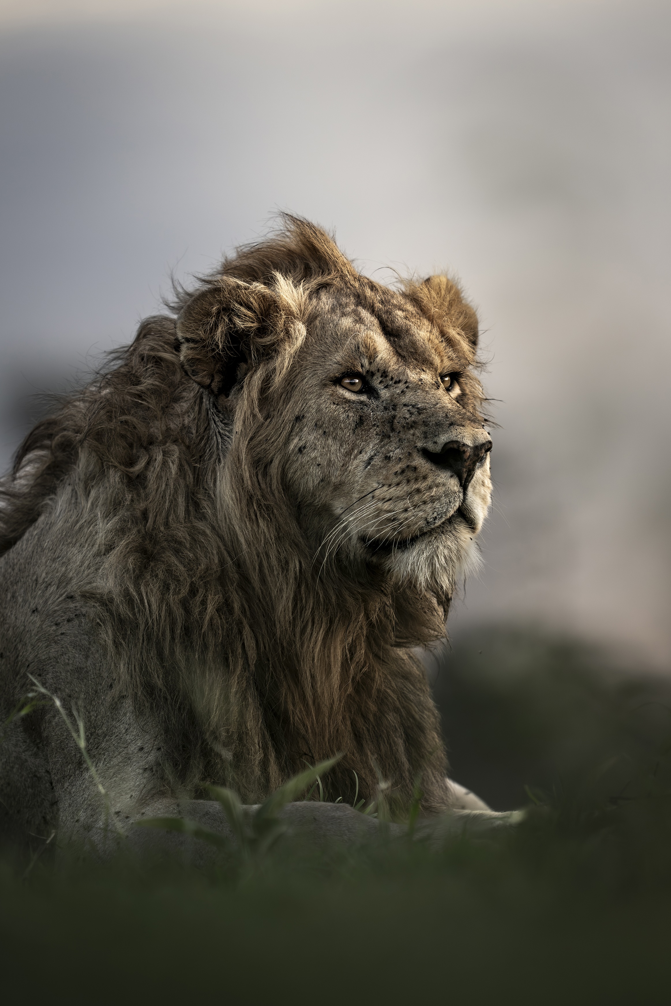 Singita Grumeti - Image 3