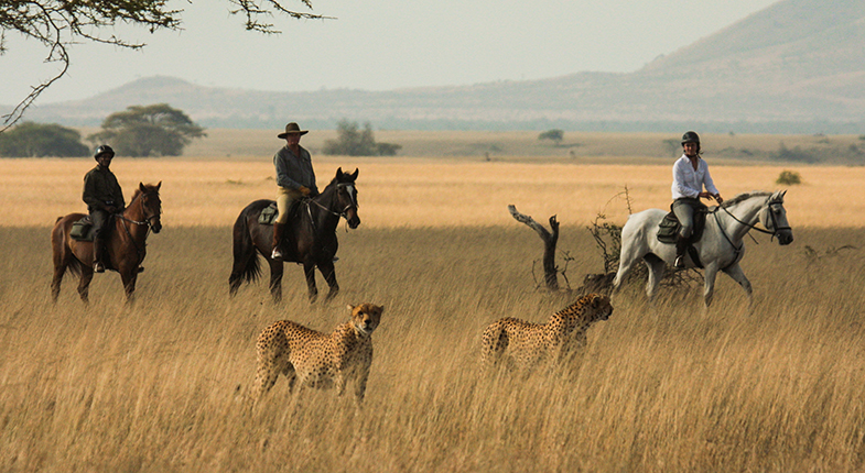 Horseback Safaris in Conservancies - Image 1