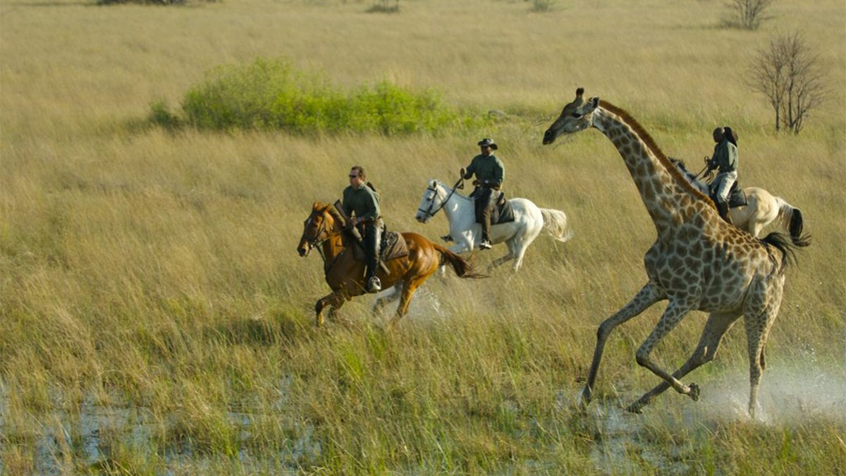Horseback Safaris in Conservancies - Image 2