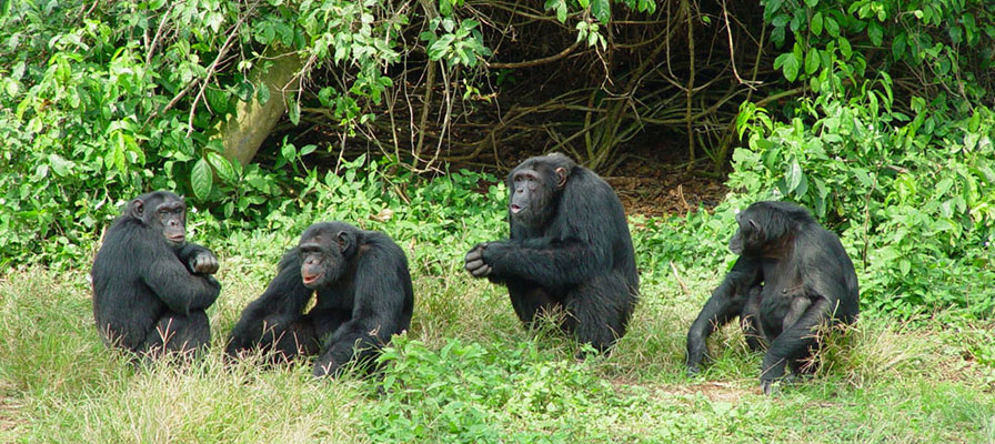 Gorilla & Chimpanzee Trekking