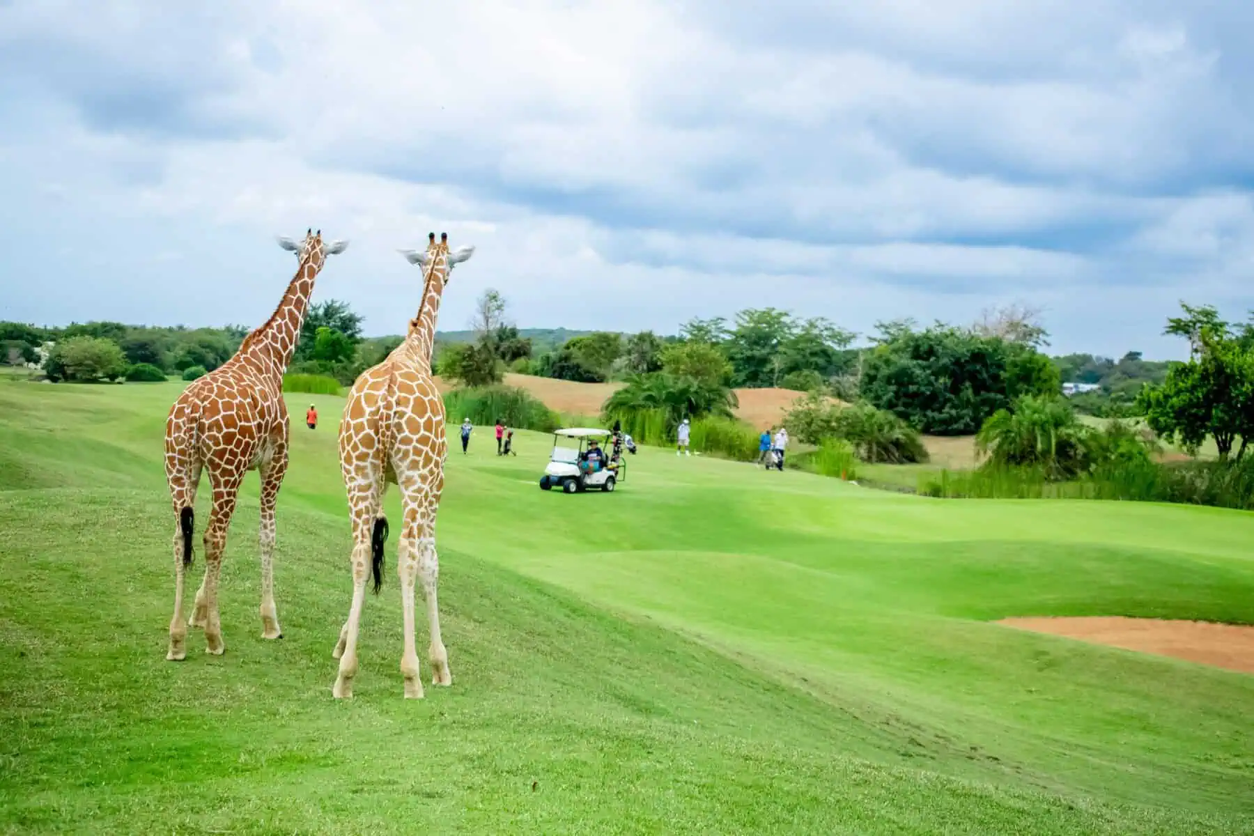 Golf Safaris at High-End Courses