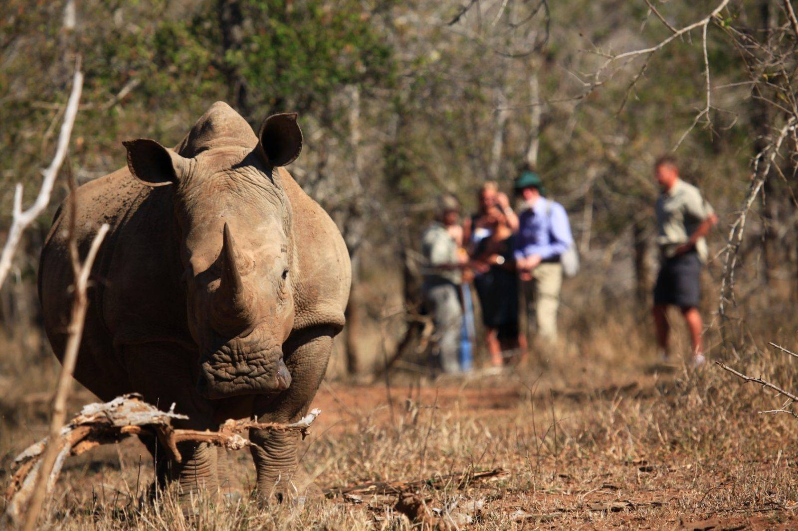 Conservation Experiences (Rhino Tracking, Anti-Poaching Tours)