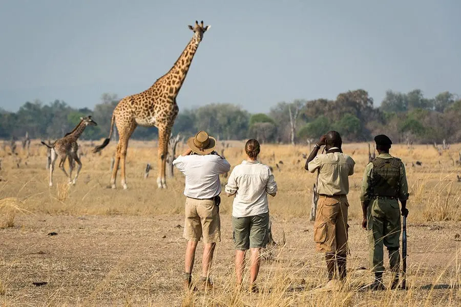 Guided Walking Safaris with Expert Rangers