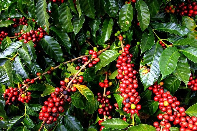 Kenya Coffee Farm Tours: From Bean to Cup Experience - Book Your Immersive Adventure