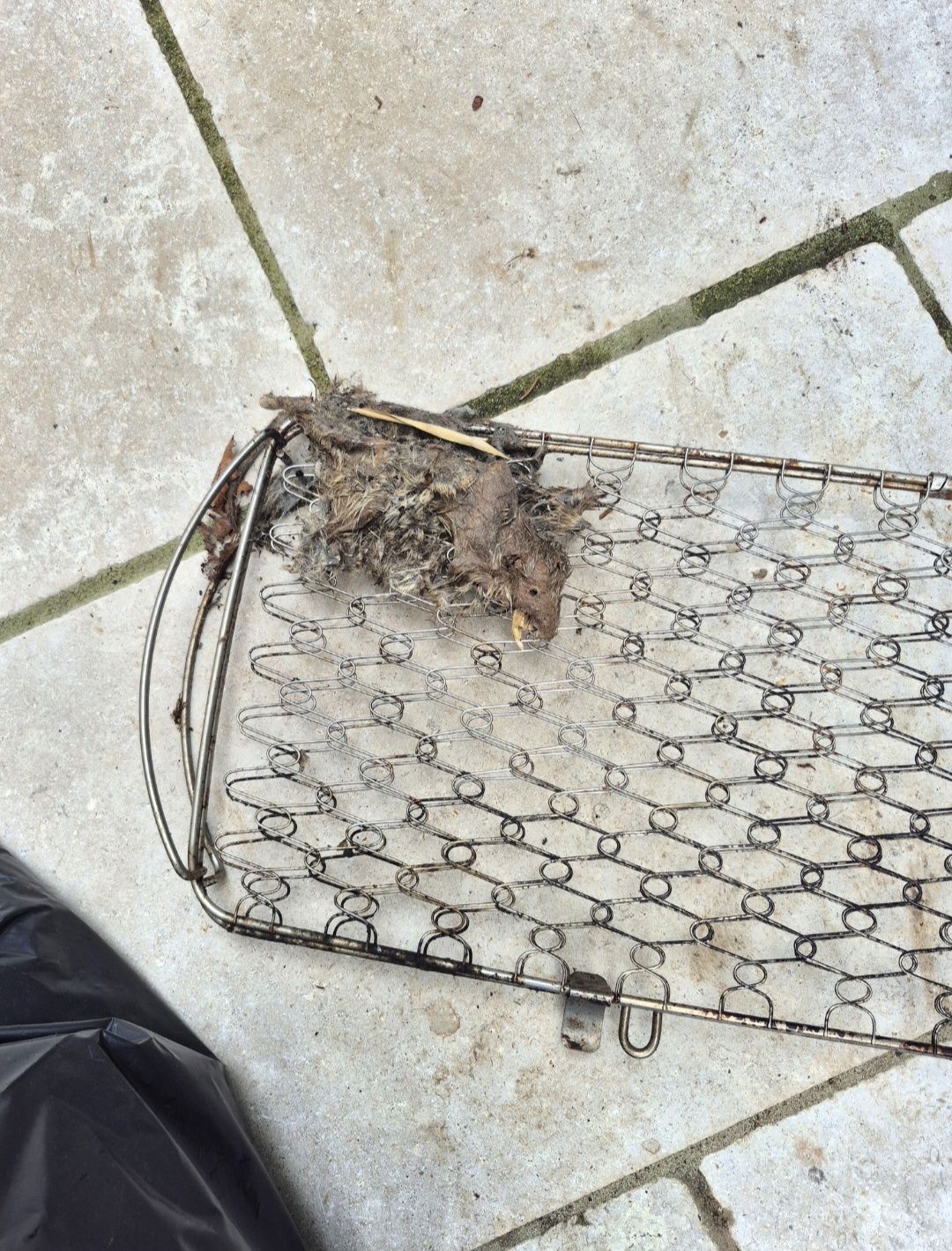 Dead rat discovered beneath a barbecue after winter storage highlighting the importance of pest prevention and regular garden inspections