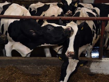 В Нижнекамском районе произвели 9160 тонн молока