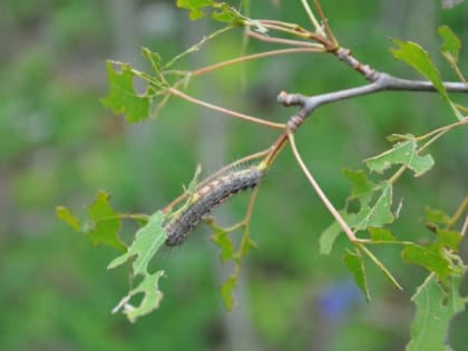 В Татарстане разработали препарат для борьбы с нашествием гусениц-шелкопрядов