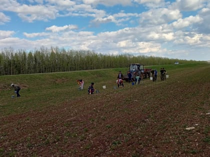 В Староикшурминском сельском поселении провели работы по очистке полей от камней