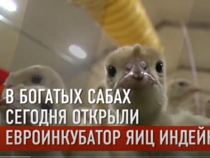 Инвестиции в село: инновационный евроинкубатор яиц индейки открыли в Татарстане