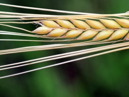 Зяббаров назвал развитие экспорта зерна перспективным направлением для Татарстана