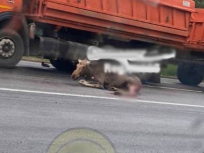 В Казани женщина на авто насмерть сбила лося — Telegram