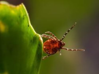 В России выявили новый вирус, передающийся от клещей