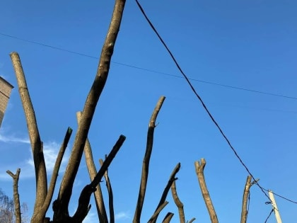 Почему кронирование деревьев в Казани — это ошибка