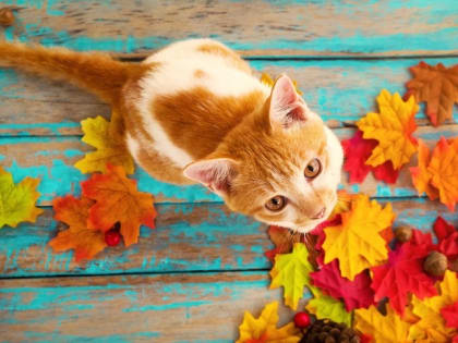 Бабье лето идет на рекорд: в конце рабочей недели в Татарстане воздух прогреется до +26 градусов