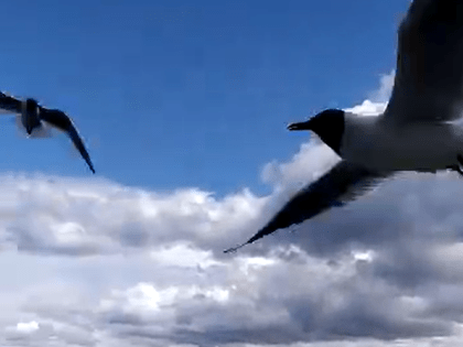 В Татарстане не был выявлен птичий грипп у павших чаек