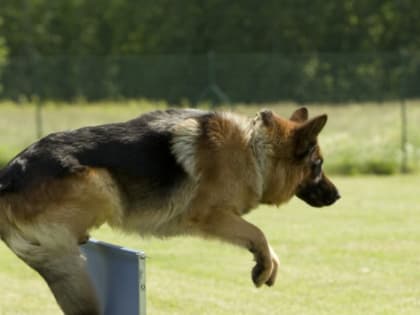 В Зеленодольске построят образовательно-спортивный кинологический комплекс