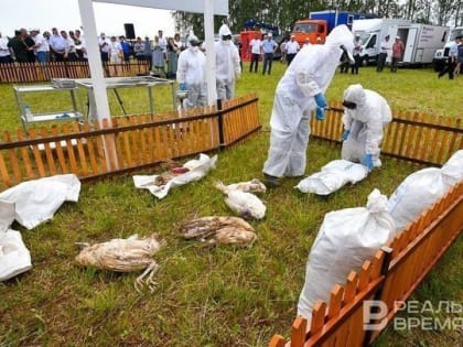 Ущерб от вспышки птичьего гриппа на Лениногорской птицефабрике оценили в 50 млн рублей