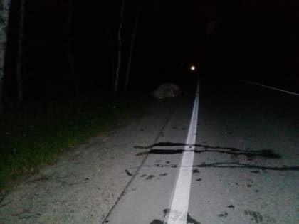 В Татарстане мужчина сбил выбежавшую на дорогу корову