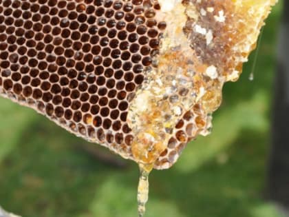 В Татарстане пчеловоды собираются создать собственный бренд меда