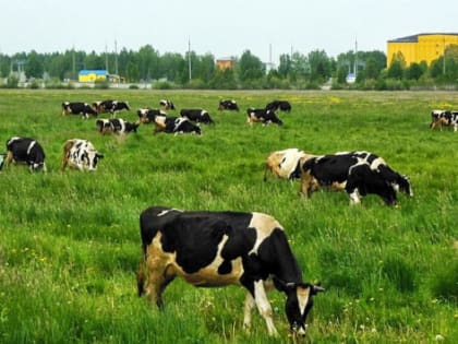 В Татарстане сокращается количество фермерских хозяйств