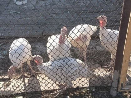 В Заинском районе ветеринары усилили контроль за домашней птицей