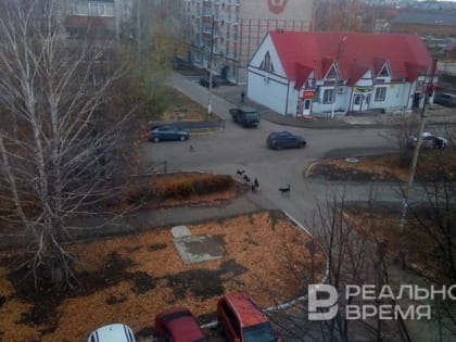 В Татарстане расторгли договор с «заслуженным отловщиком» безнадзорных собак