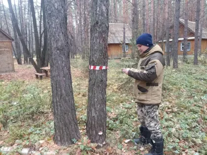 Лесопатологи Татарстана проводят обследование аварийных деревьев на детских лагерях