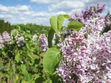 Елабугу озеленят перед Днем Победы