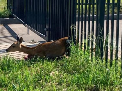 Сотрудники Госкомитета РТ по биоресурсам выпустили на волю косулю, застрявшую в заборе жилого комплекса Набережных Челнах