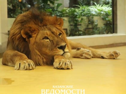 В казанском зоопарке прощаются с «королем зверей» – скончался лев Инсар