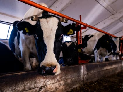 Поголовье крупного рогатого скота в Татарстане сократилось на 1,4%