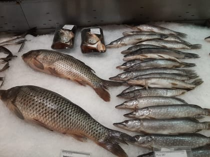 Как выбрать свежую рыбу?