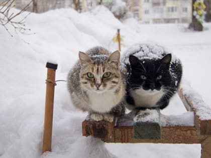 Фальстарт весны: в ближайшие сутки в Татарстане похолодает до -17 градусов