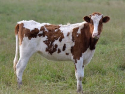 В Татарстане поддержку личных подсобных хозяйств увеличат на 110 млн рублей