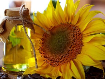 Сын Марата Хуснуллина хочет открыть маслоэкстракционный завод в Татарстане