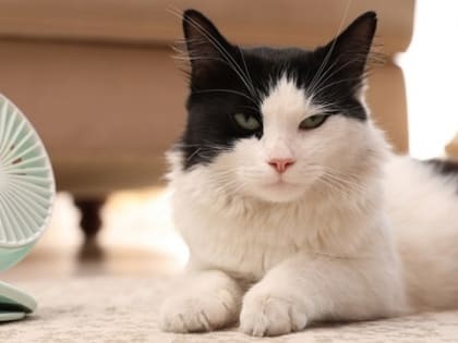 Сильный ветер, кратковременные дожди и 37-градусная жара накроют Татарстан 10 июля