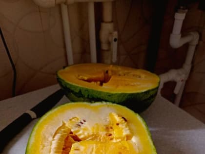 Урожай бахчевых в Менделеевске