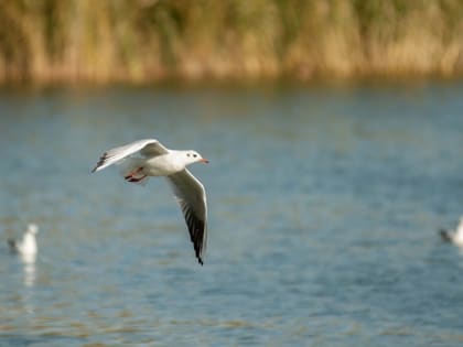 В Татарстане изучат чаек для выявления птичьего гриппа