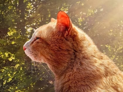 Анонсированное синоптиками похолодание накроет Татарстан в середине недели